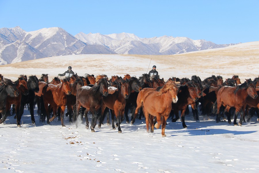 成群的駿馬馳騁在茫茫雪原。王超攝