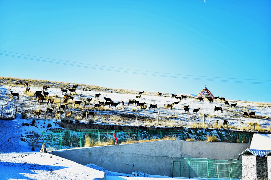 甘肅祁連山國(guó)家公園雪后初霽靜美如畫