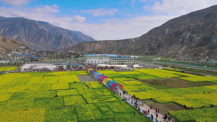 隴南市武都區(qū)萬畝油菜花競相綻放，美不勝收。隴南市融媒體中心供圖