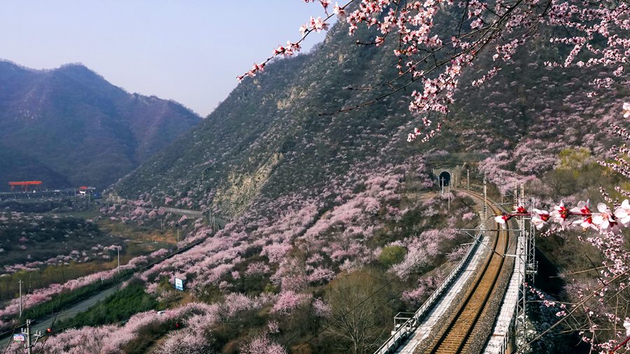 到甘肅崇信，看春日里的花海列車【2】