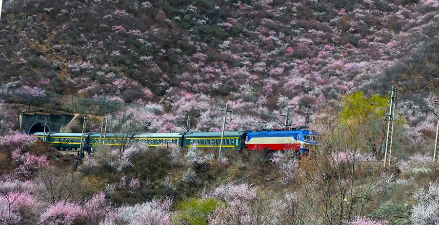 到甘肅崇信，看春日里的花海列車【3】