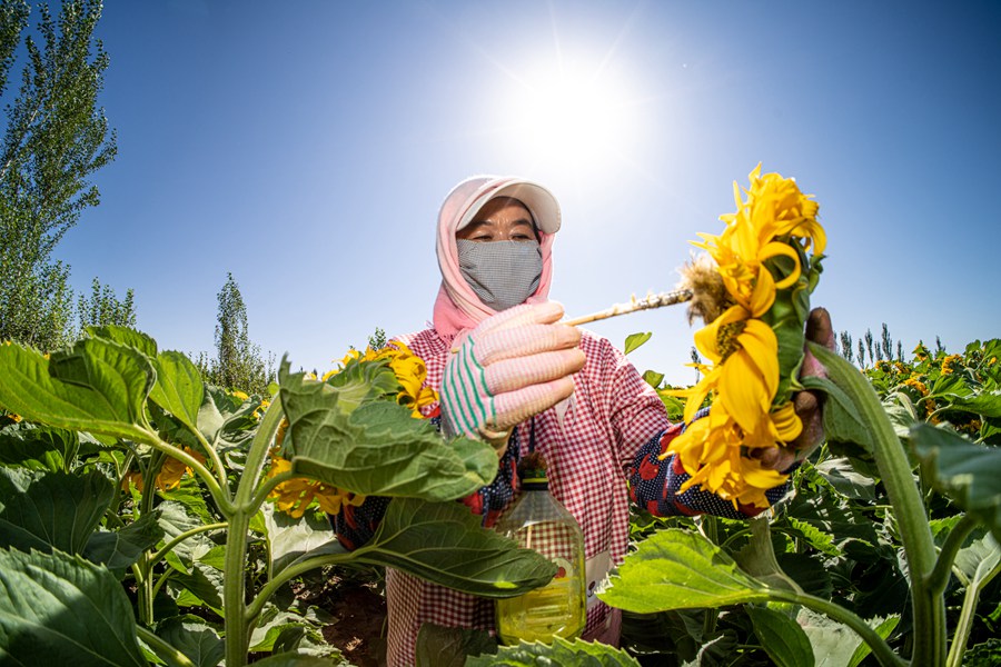 甘肅高臺(tái)：葵花盛開授粉忙