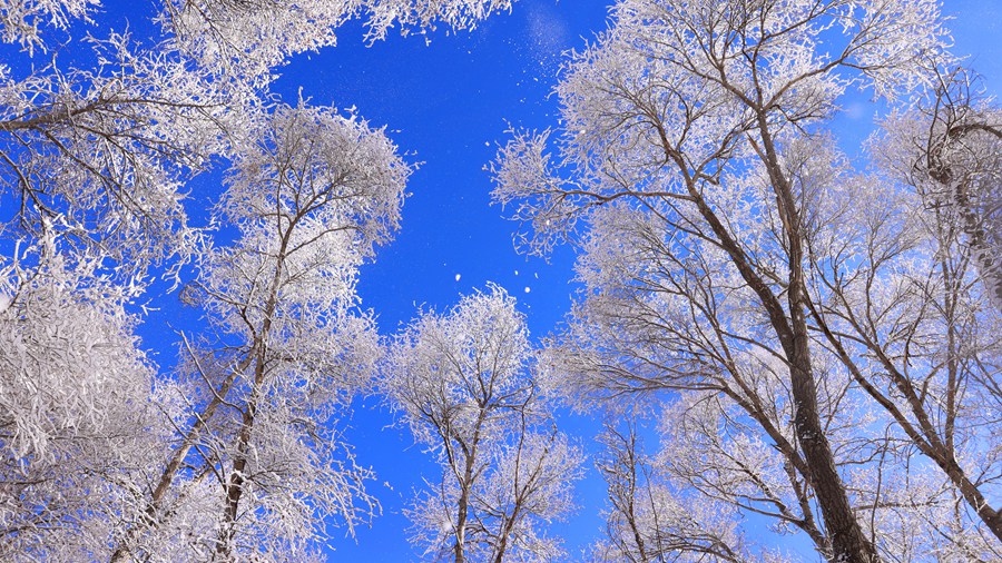 甘肅肅南：玉樹瓊枝美如畫。武雪峰 安維斌攝