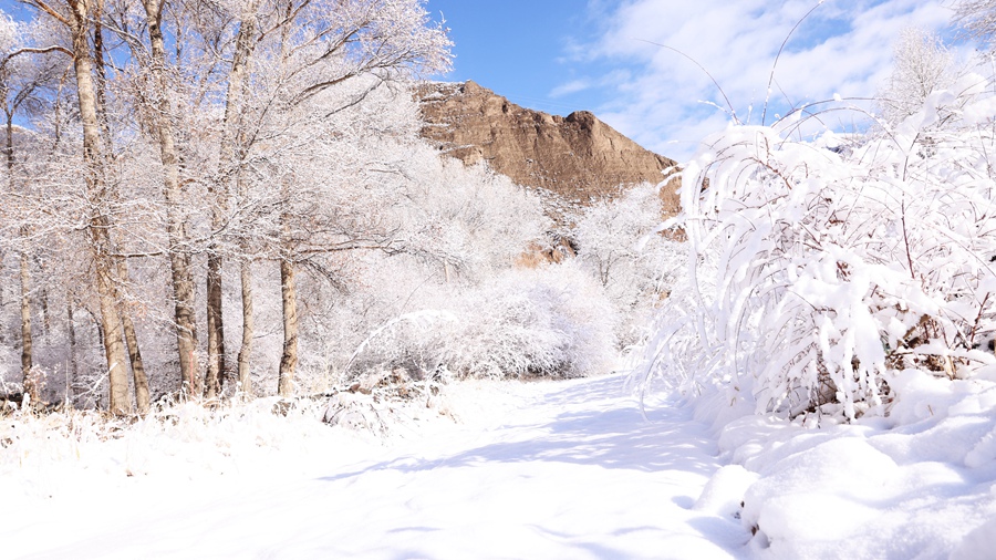 甘肅肅南：玉樹(shù)瓊枝美如畫(huà)。武雪峰 安維斌攝