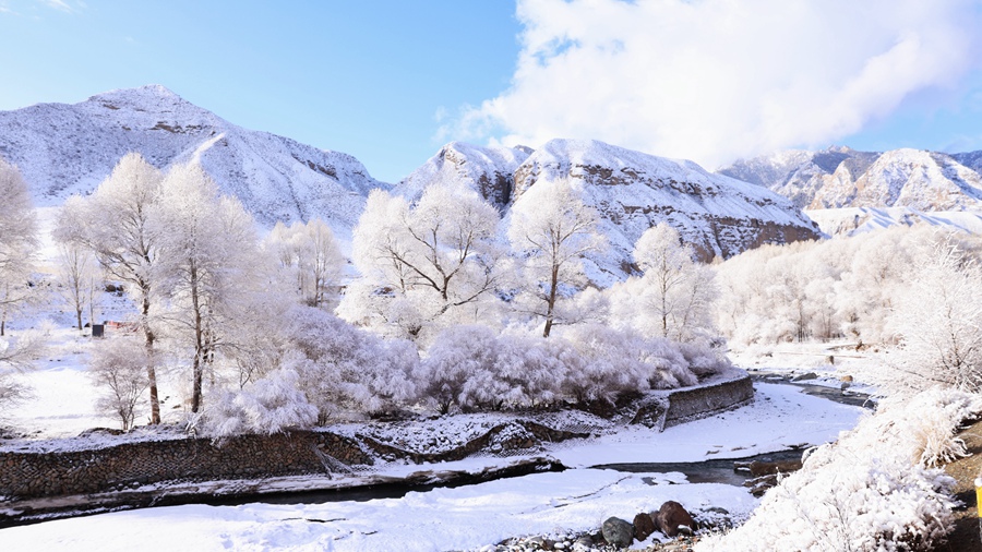 甘肅肅南：玉樹(shù)瓊枝美如畫(huà)。武雪峰 安維斌攝