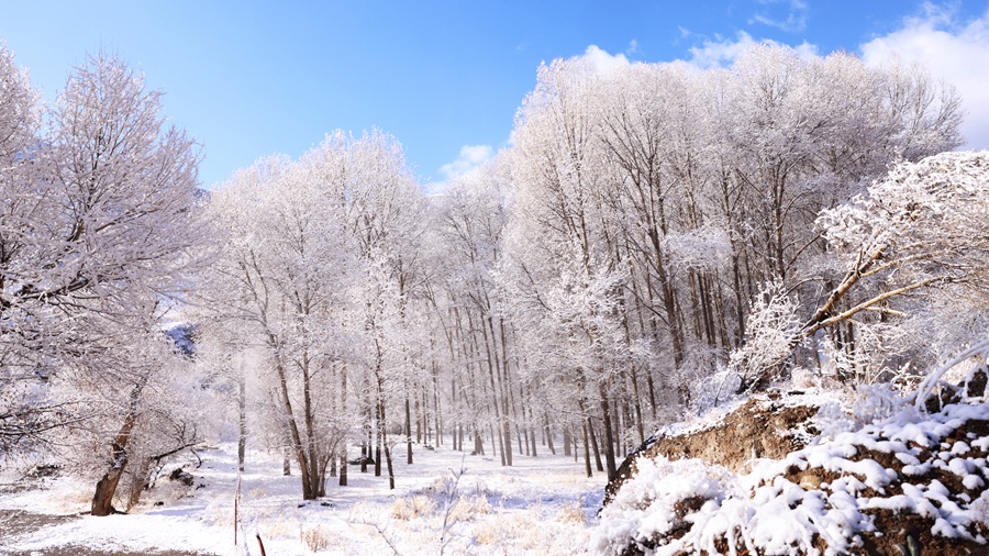 甘肅肅南：玉樹瓊枝美如畫。武雪峰 安維斌攝