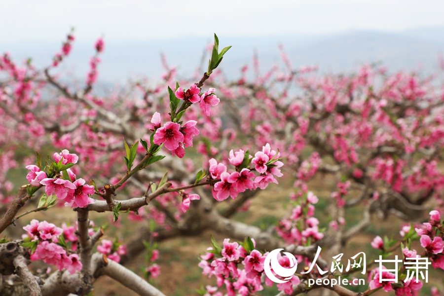 盛開的桃花。人民網(wǎng)記者 王文嘉攝